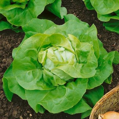 Салат Аттракцион Кочанный Маслянистый Салат Аттракцион Кочанный Маслянистый фото