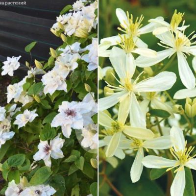 Набор клематисов Нежность Набор клематисов Нежность - Dolina-Sad.Ru