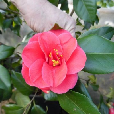 Камелия Мари Уильямс Камелия Мари Уильямс - Dolina-Sad.Ru