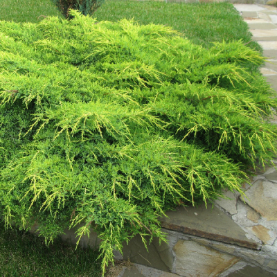 Можжевельник средний Голд Кост Можжевельник средний Голд Кост фото