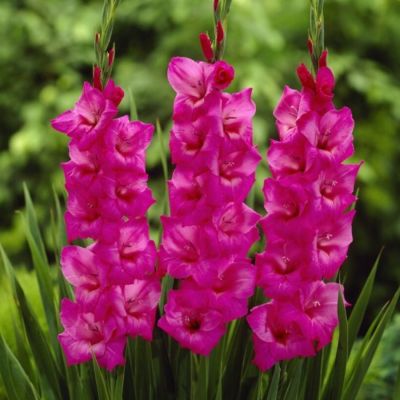 Гладиолус Фиделио Гладиолус Фиделио - Dolina-Sad.Ru