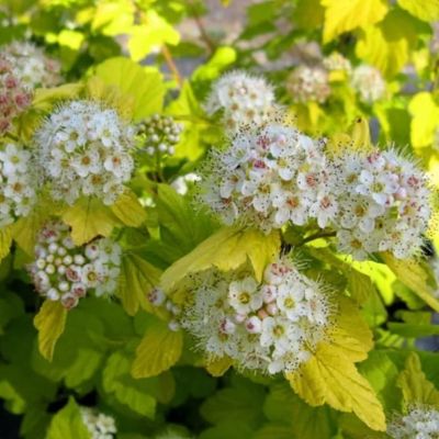 Пузыреплодник Наггет фото