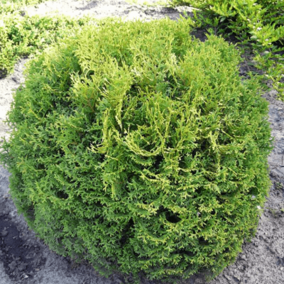 Туя западная Тини Тим Туя западная Тини Тим фото