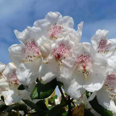 Рододендрон гибридный Гартендиректор Ригер фото