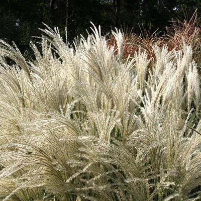 Мискантус Кляин Фонтан Мискантус Кляин Фонтан фото