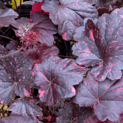 Гейхера Миднайт Роуз Селект фото