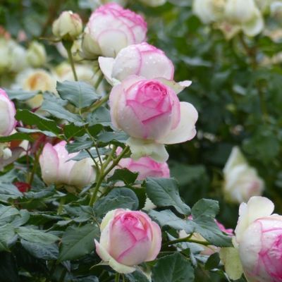 Роза Пьер де Ронсар Роза Пьер де Ронсар - Dolina-Sad.Ru