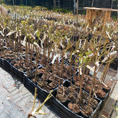 Роза штамбовая Фламинго Роза штамбовая Фламинго фото