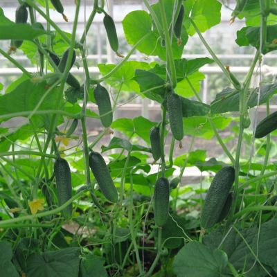 Огурец Алекс F1 (Голландия) Огурец Алекс F1 (Голландия) фото