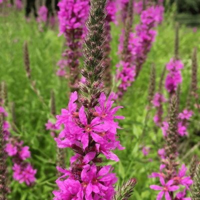 Дербенник иволистный Рози Джем , x Дербенник иволистный Рози Джем , x фото