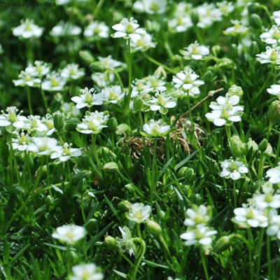 Мшанка шиловидная Суприм , x Мшанка шиловидная Суприм , x фото