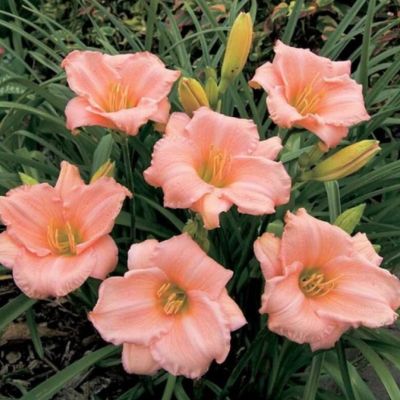 Лилейник Он энд Он Лилейник Он энд Он - Dolina-Sad.Ru