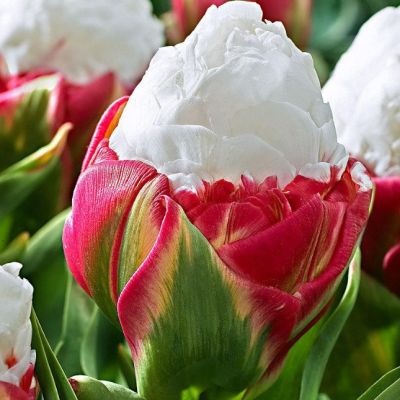 Тюльпан Айс Крим Тюльпан Айс Крим фото