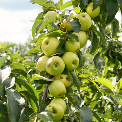 Яблоня колоновидная Малюха/Осенняя Яблоня колоновидная Малюха/Осенняя фото