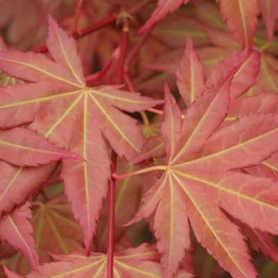 Клен пальмолистный Браун Шугар - Dolina-Sad.Ru