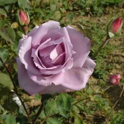 Роза Блю Мун Роза Блю Мун - Dolina-Sad.Ru