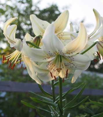 Лилия Уайт Твинкл Лилия Уайт Твинкл - Dolina-Sad.Ru