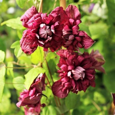 Клематис Пурпуреа Плена Элеганс Клематис Пурпуреа Плена Элеганс фото