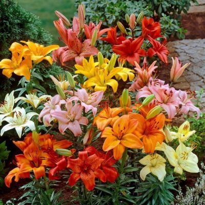 Смесь Азиатских Лилий фото