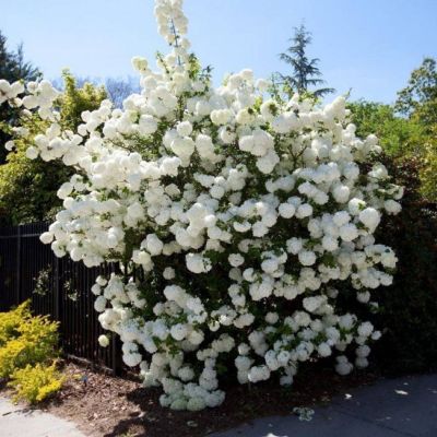 Калина Розеум Калина Розеум фото