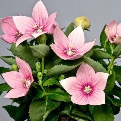 Платикодон Пинк Платикодон Пинк фото