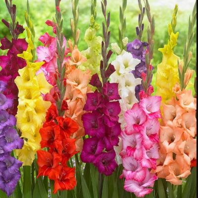 Микс Гладиолусов Микс Гладиолусов фото