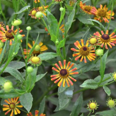 Гелениум Бетти Гелениум Бетти - Dolina-Sad.Ru