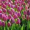 Тюльпан Пурпл Прайд Тюльпан Пурпл Прайд - Dolina-Sad.Ru