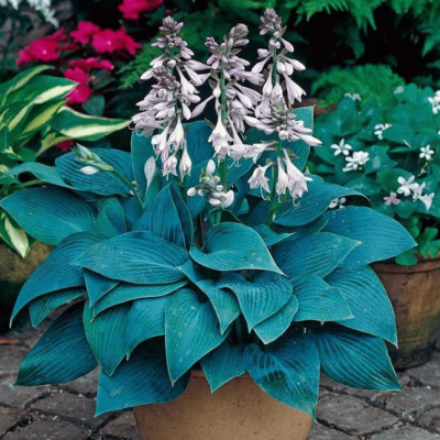 Хоста Халцион Хоста Халцион фото