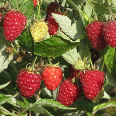 Малина Гордость России/Летняя Малина Гордость России/Летняя - Dolina-Sad.Ru