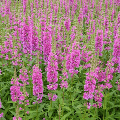 Дербенник иволистный Рози Джем , x Дербенник иволистный Рози Джем , x фото