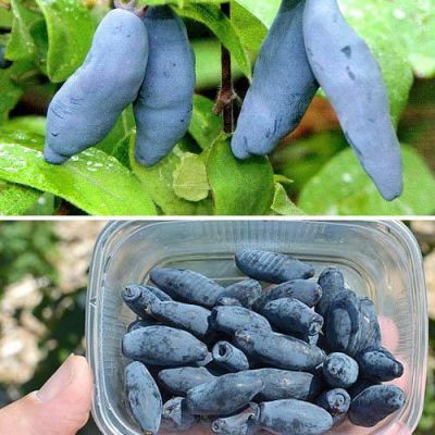 Жимолость Восторг (саженец 2 года) - Dolina-Sad.Ru