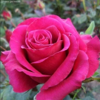 Роза Бабкина в горшке - Dolina-Sad.Ru