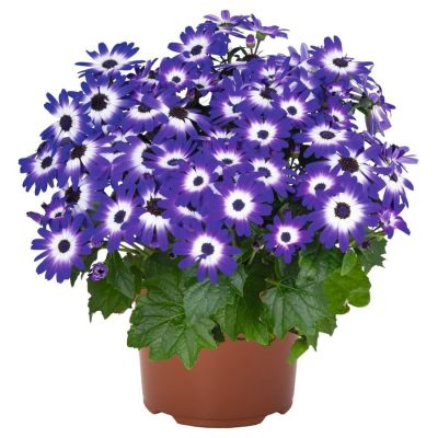 Перекалис Мандала Блю Биколор - Dolina-Sad.Ru