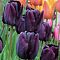 Тюльпан Пол Шерер Тюльпан Пол Шерер фото