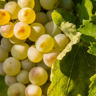 Виноград Мускат Италия - Dolina-Sad.Ru