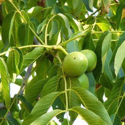 Орех Грецкий Юбилейный фото