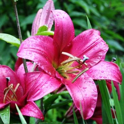 Лилия Перпл Принц Лилия Перпл Принц фото