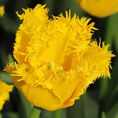 Тюльпан Криспи Мери Тюльпан Криспи Мери фото