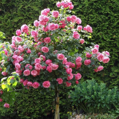 Роза штамбовая Фламинго Роза штамбовая Фламинго фото