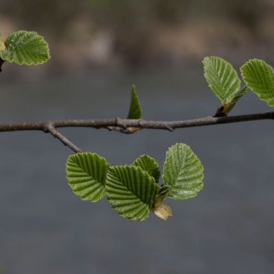 Ольха серая, С3 - Dolina-Sad.Ru