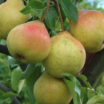 Груша Памяти Яковлева Груша Памяти Яковлева - Dolina-Sad.Ru