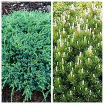 Комплект хвойных (сосна горная мугус + можжевельник блю карпет) фото