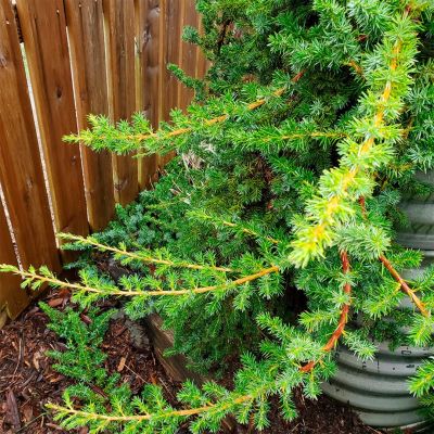 Можжевельник прибрежный Эмеральд Сиа Можжевельник прибрежный Эмеральд Сиа - Dolina-Sad.Ru