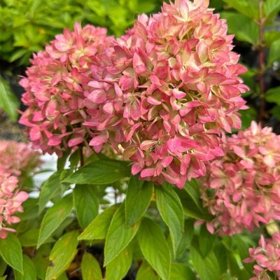 Гортензия метельчатая Би Грин, С2 - Dolina-Sad.Ru