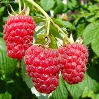 Малина Брусвяна/Ремонтантная Малина Брусвяна/Ремонтантная фото