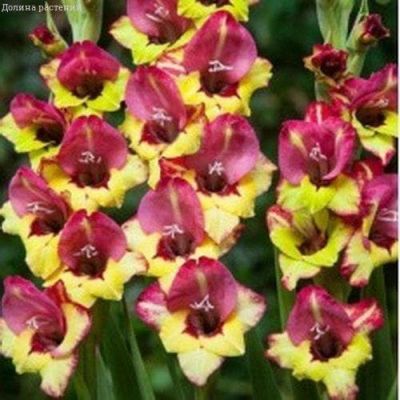 Гладиолус Васто Гладиолус Васто фото