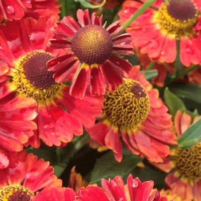 Гелениум Сальса , С1,5 Гелениум Сальса , С1,5 фото