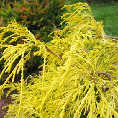 Кипарисовик Ауреа Кипарисовик Ауреа - Dolina-Sad.Ru