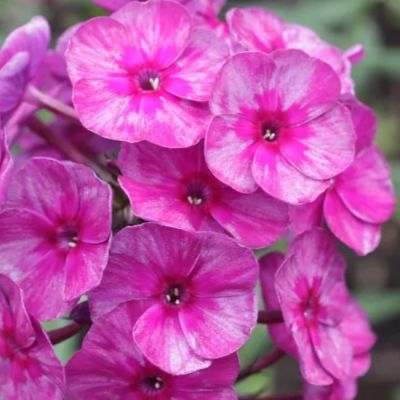 Флокс Паникулата Смоки фото